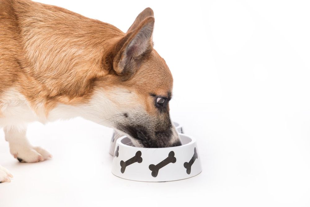 Scopri di più sull'articolo Cosa possono e cosa non possono mangiare i cani