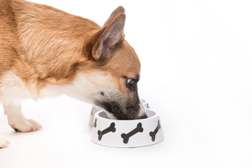 Al momento stai visualizzando Cosa possono e cosa non possono mangiare i cani